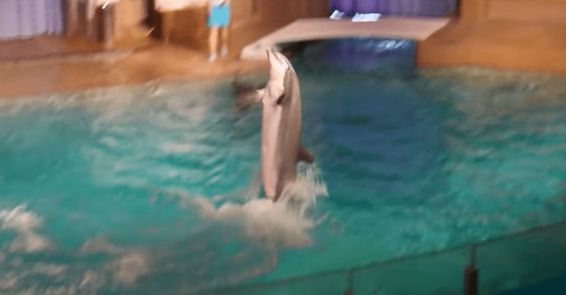 Video: Särkänniemen delfinaario  | Reissuesan matkablogi