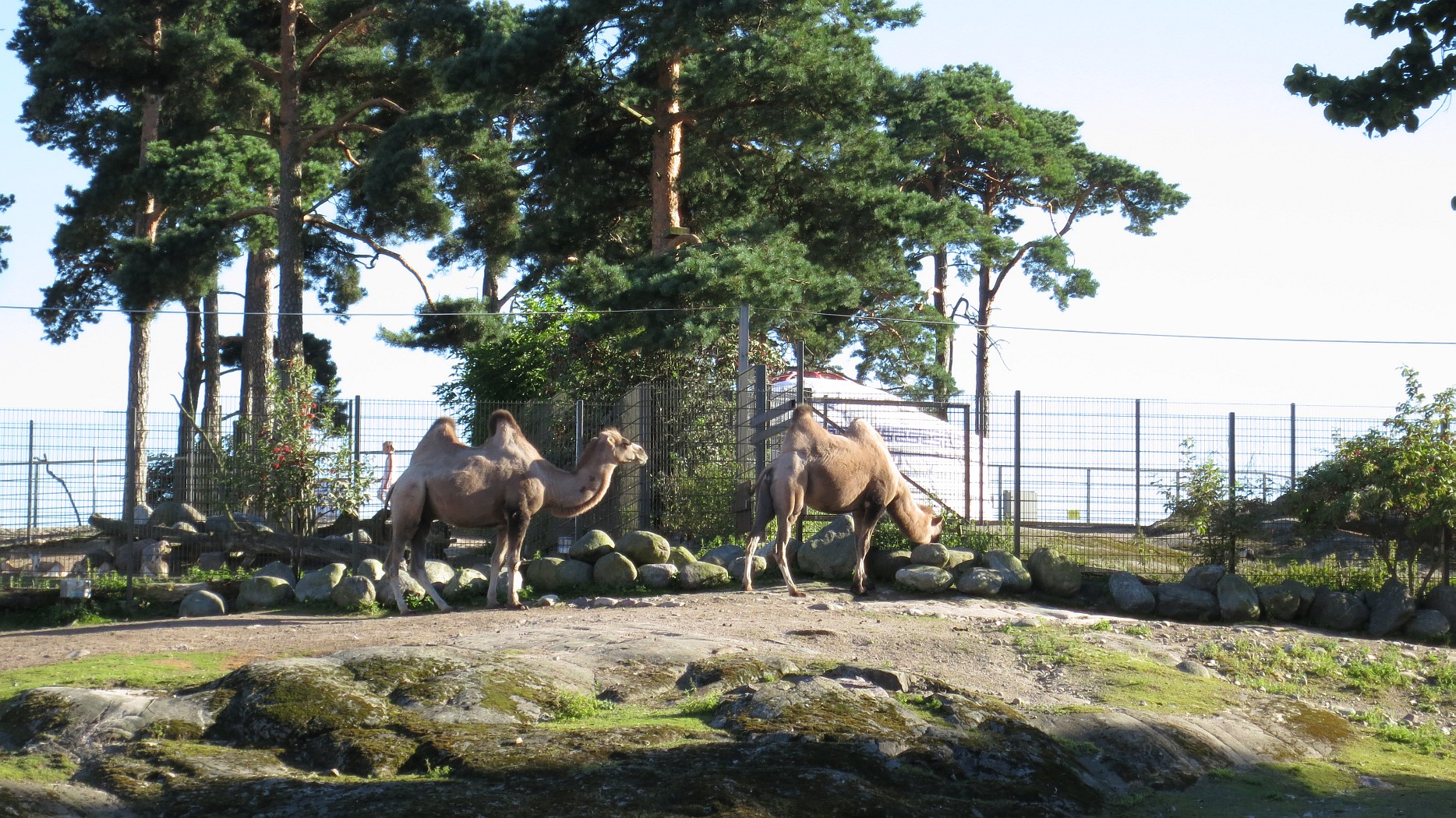 Kuvia Korkeasaaren eläintarhasta  | Reissuesan matkablogi