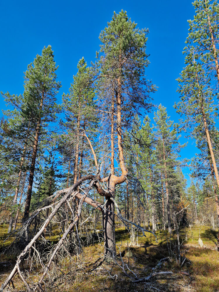 Patikointi, Saariselkä.