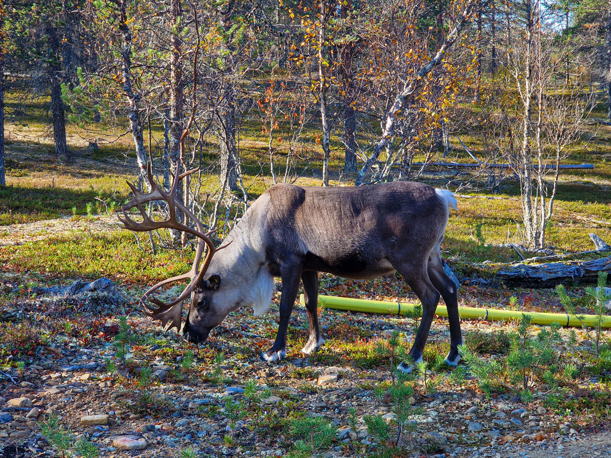 Poro, Saariselkä.