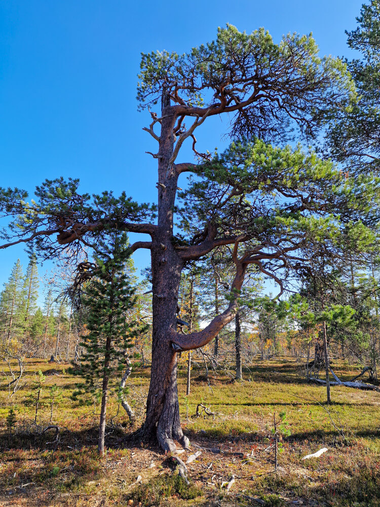 Patikointi, Saariselkä.