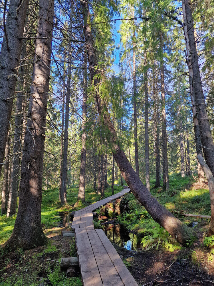 Ounasvaaran luontopolku: lehto