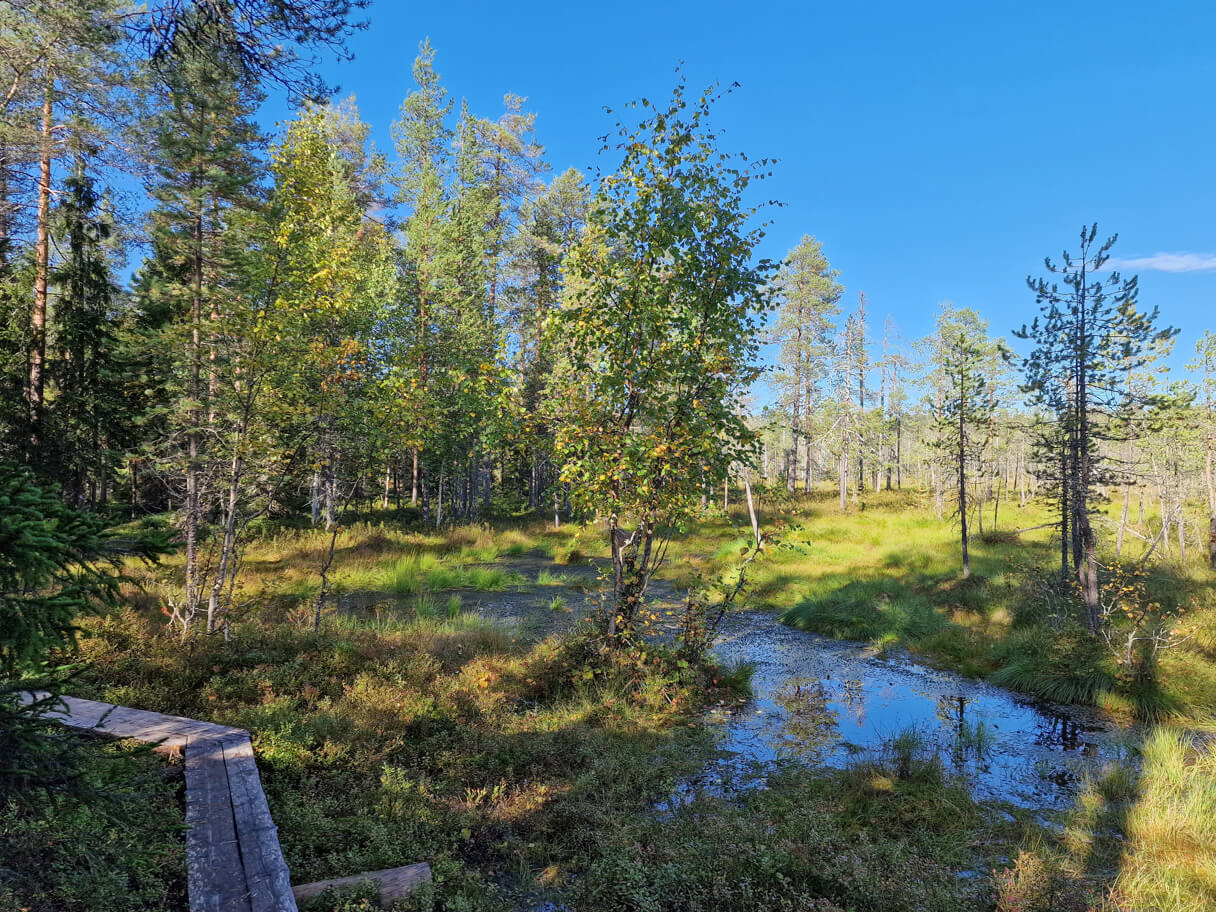 Ounasvaaran luontopolku: suo ja pitkospuut