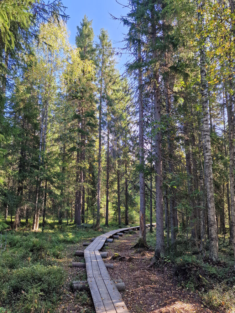 Ounasvaaran luontopolku: pitkospuut