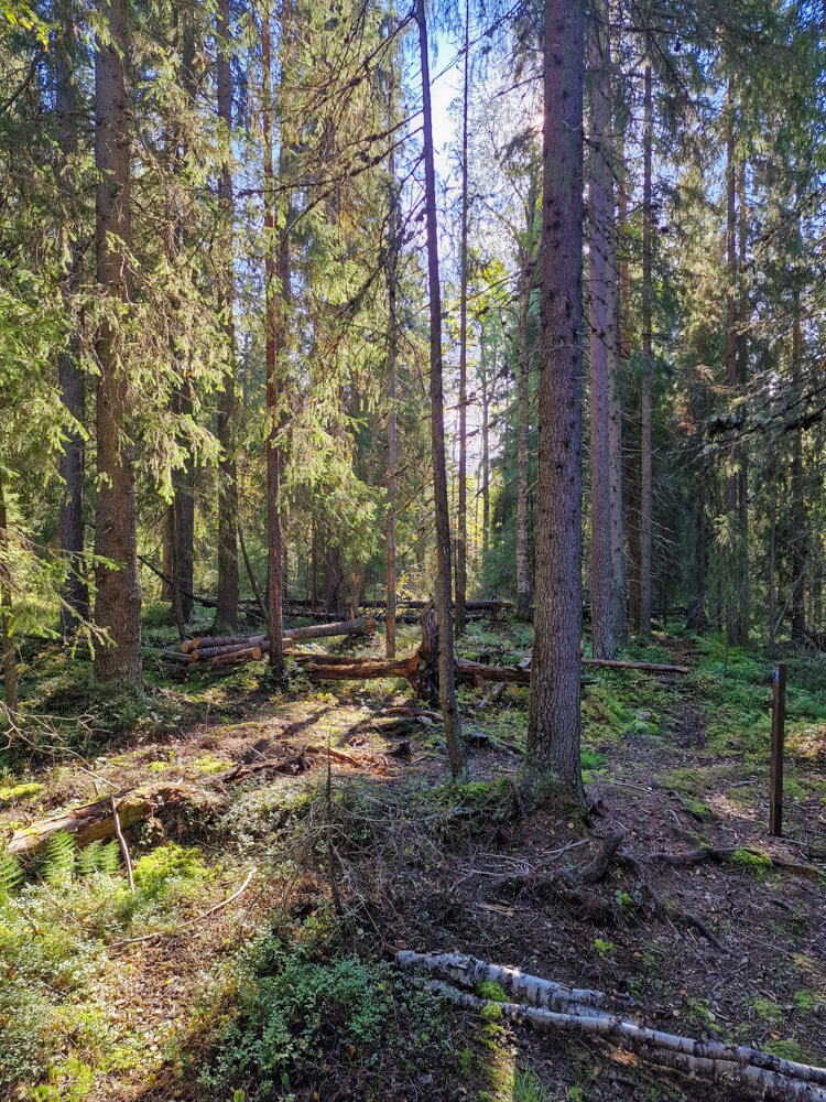 Ounasvaaran luontopolku: Mauri-myrsky