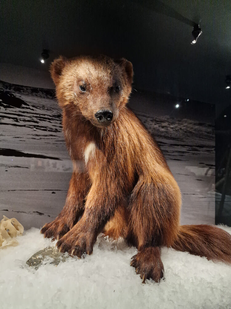 Arktikum eli Lapin maakuntamuseo, Rovaniemi: ahma