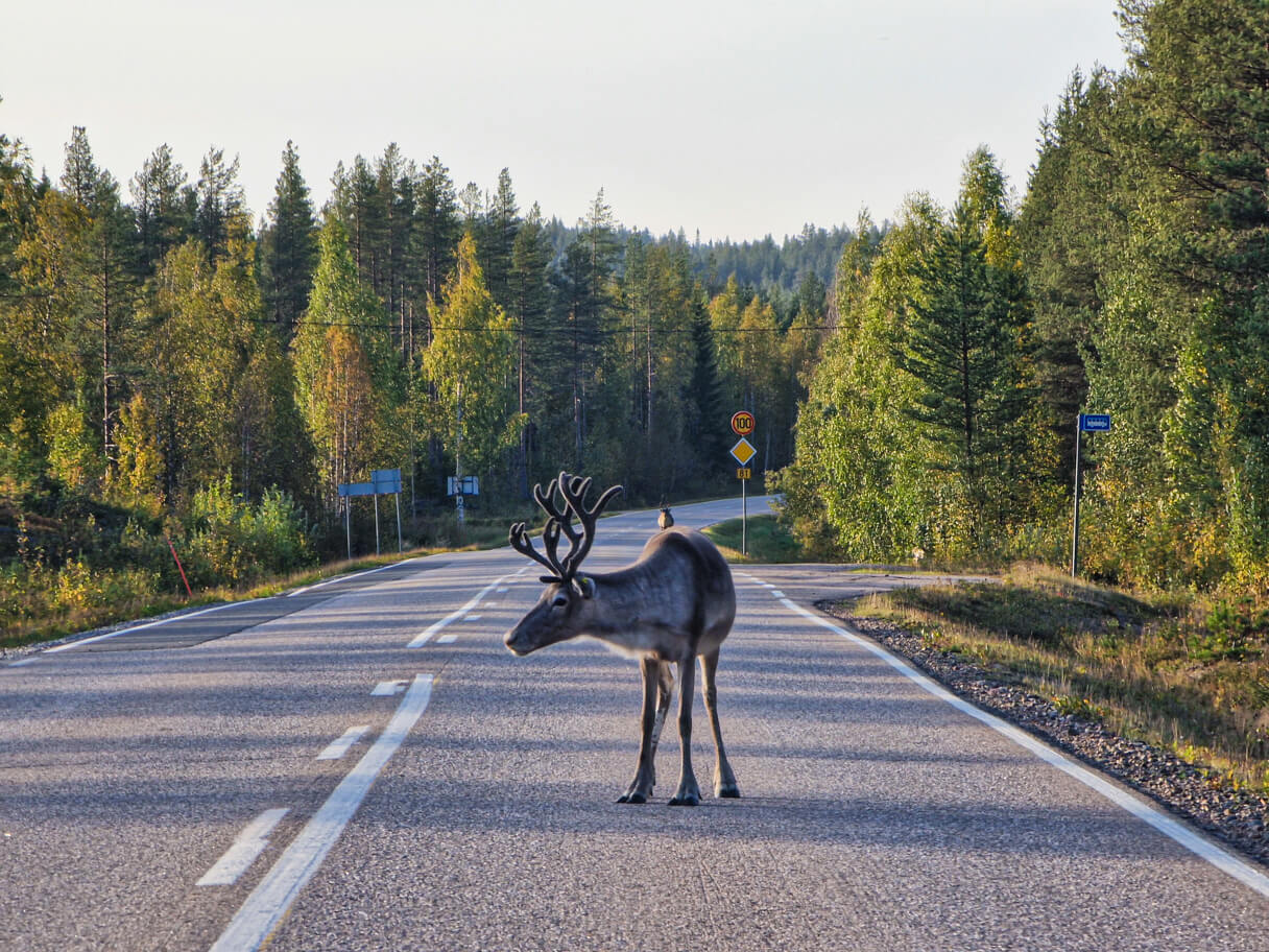 Hirvi Rovaniemelle johtavalla tiellä