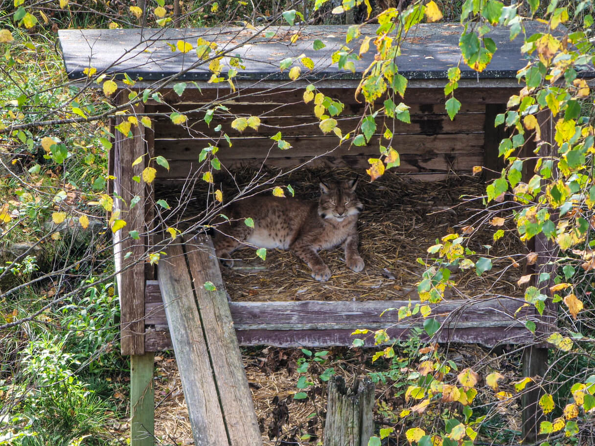 Ilves