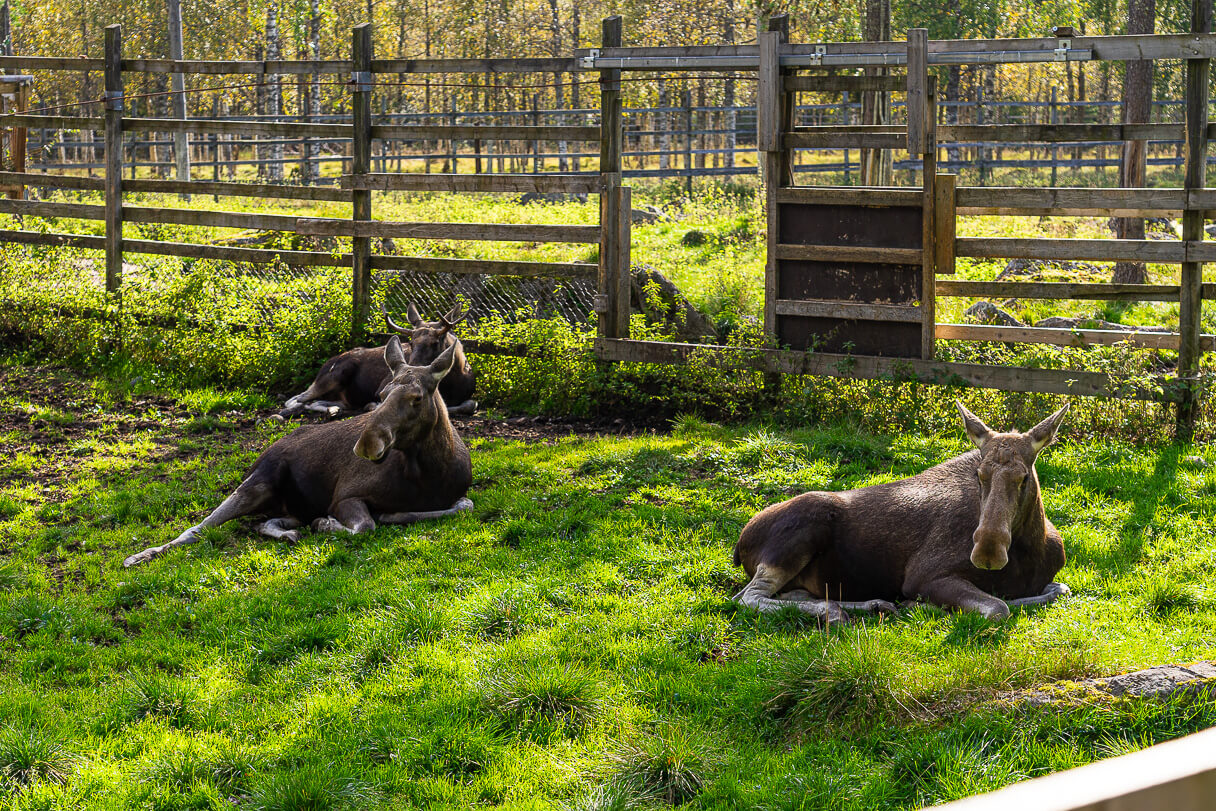 Hirve, Ranuan eläinpuisto