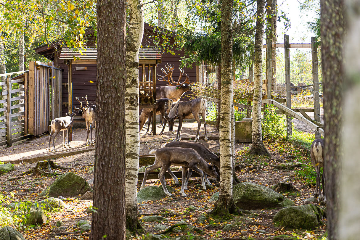 Metsäpeura on poron sukulainen