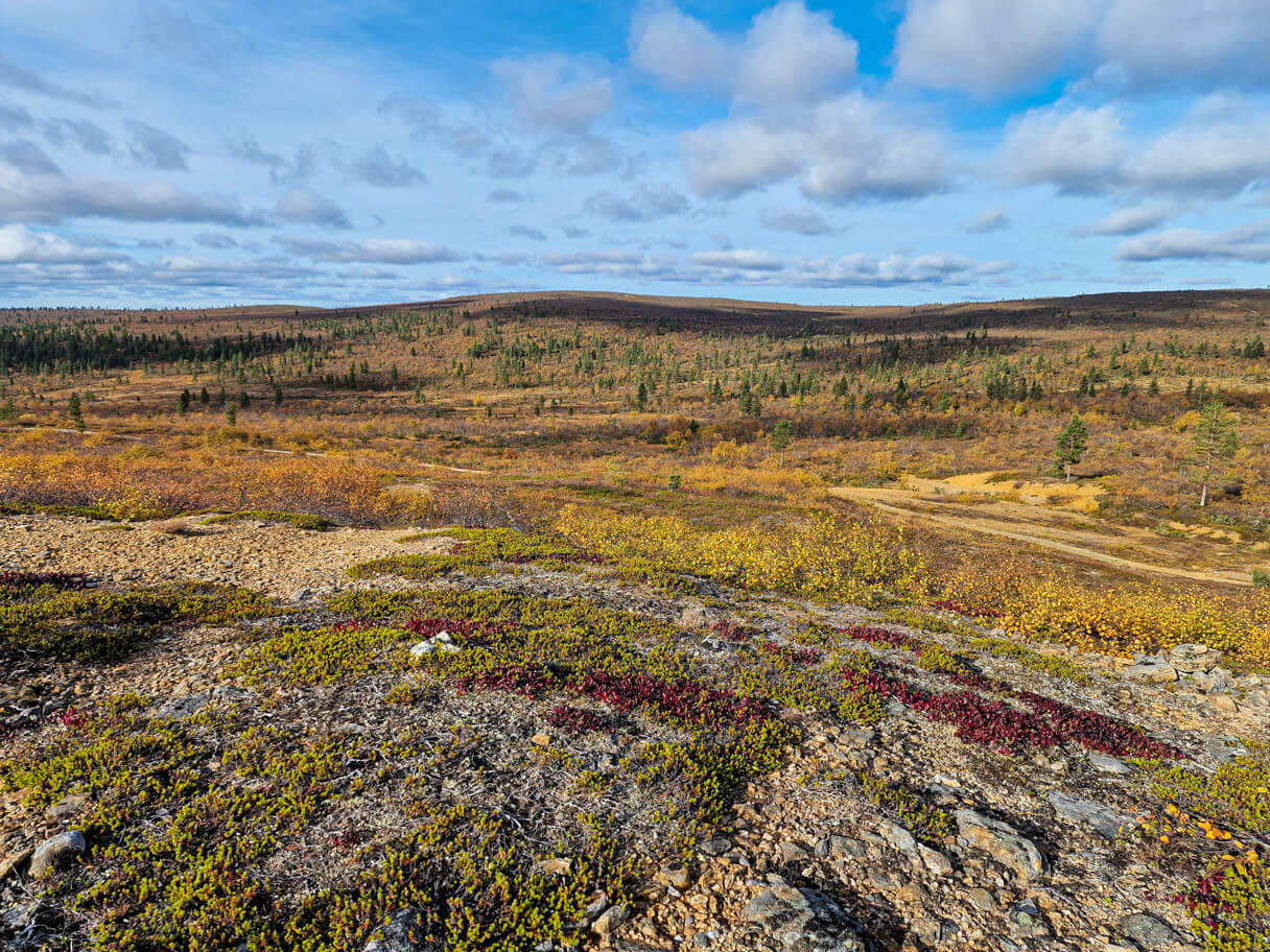 Ruska, Saariselkä.